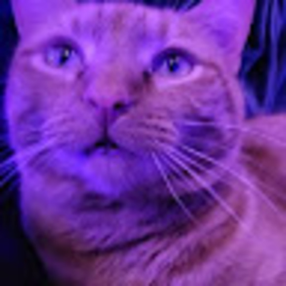 Meet your Posher, Cameron - Picture 1 of 1